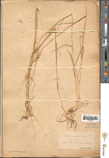 spécimen de Triticum monococcum