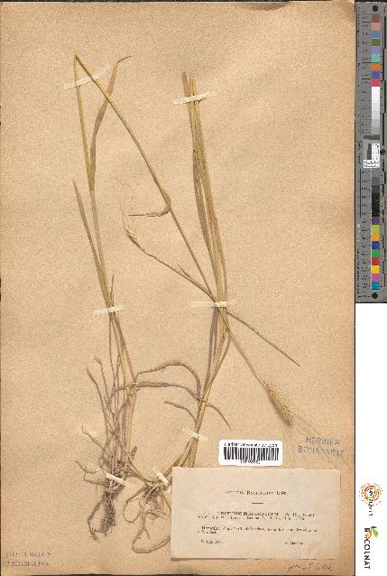 spécimen de Triticum monococcum