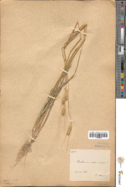 spécimen de Triticum monococcum