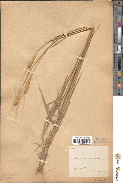 spécimen de Triticum monococcum