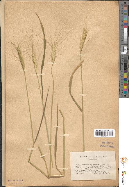 spécimen de Triticum monococcum