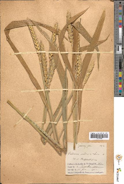 spécimen de Triticum sativum