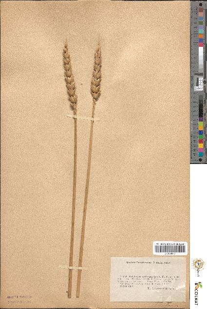 spécimen de Triticum sativum