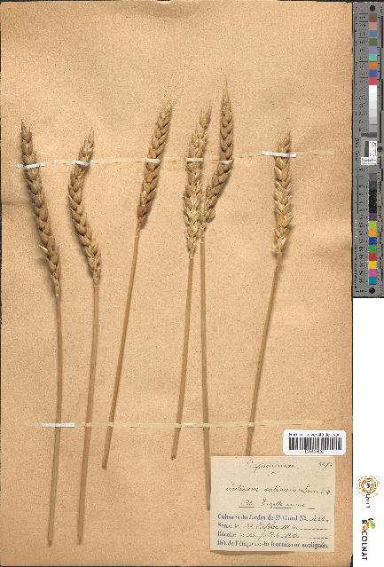 spécimen de Triticum sativum