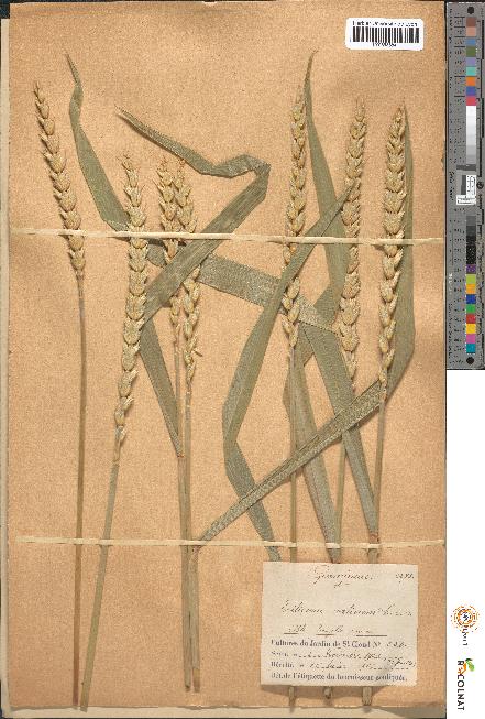 spécimen de Triticum sativum