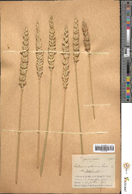 spécimen de Triticum sativum