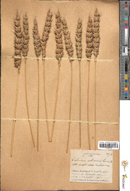 spécimen de Triticum sativum