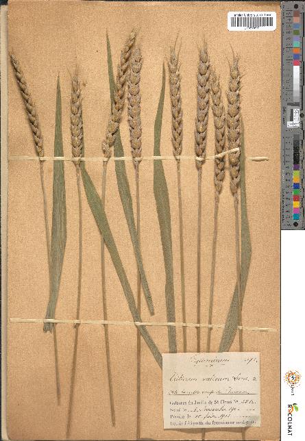 spécimen de Triticum sativum