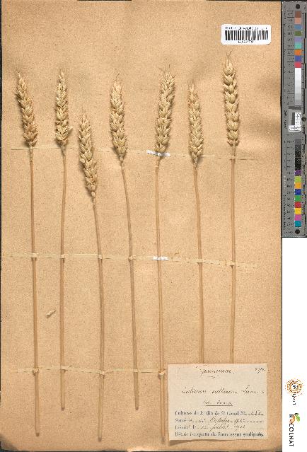 spécimen de Triticum sativum