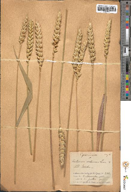 spécimen de Triticum sativum