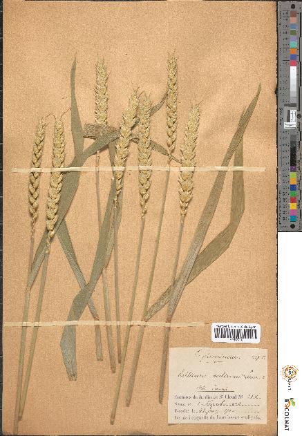 spécimen de Triticum sativum