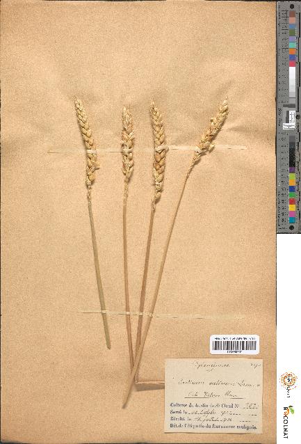 spécimen de Triticum sativum