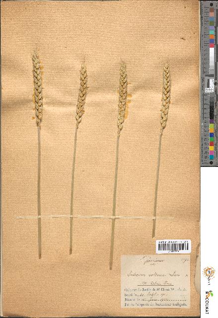 spécimen de Triticum sativum