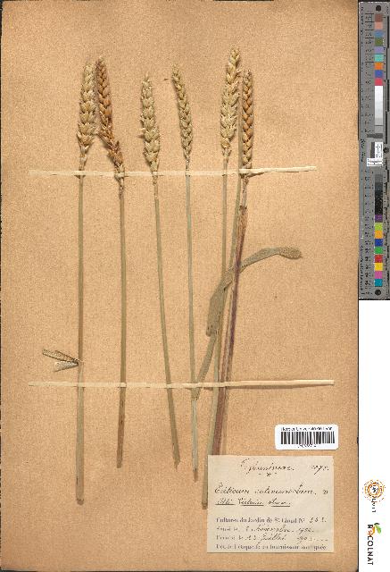 spécimen de Triticum sativum