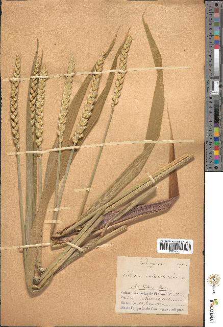 spécimen de Triticum sativum