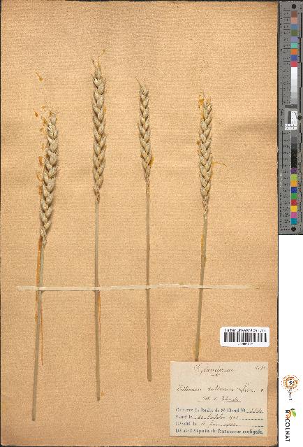 spécimen de Triticum sativum