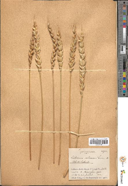 spécimen de Triticum sativum