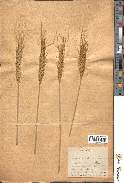 spécimen de Triticum sativum