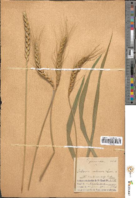 spécimen de Triticum sativum