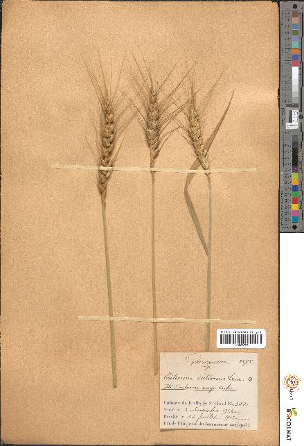 spécimen de Triticum sativum