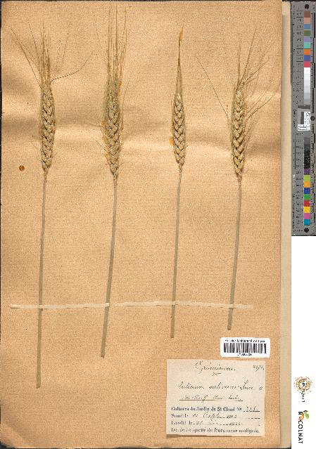 spécimen de Triticum sativum