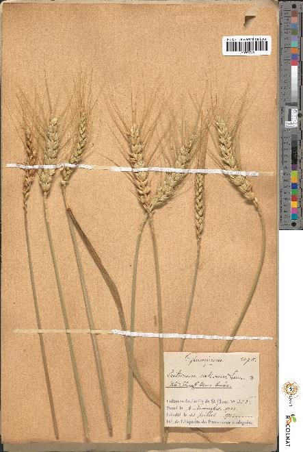 spécimen de Triticum sativum