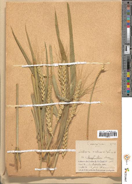 spécimen de Triticum sativum