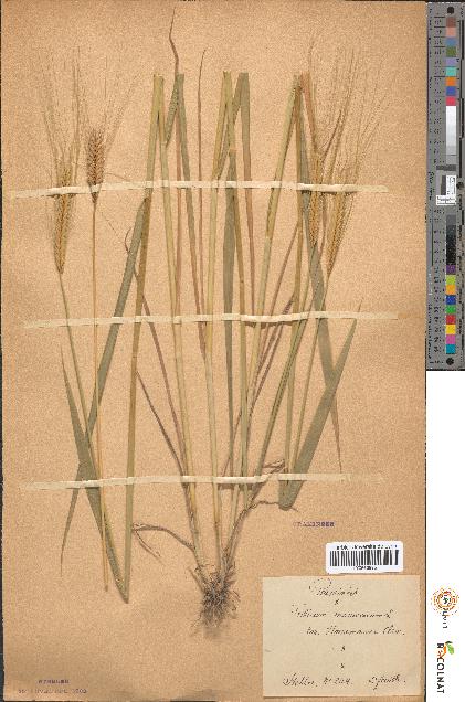 spécimen de Triticum monococcum