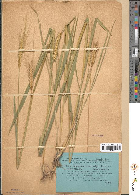 spécimen de Triticum monococcum