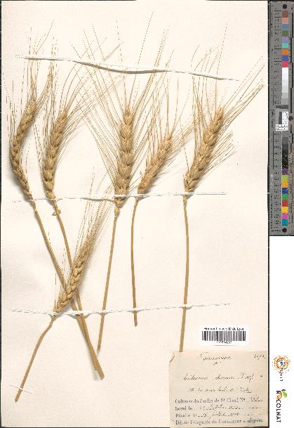 spécimen de Triticum durum