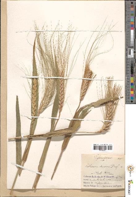 spécimen de Triticum durum