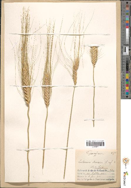 spécimen de Triticum durum