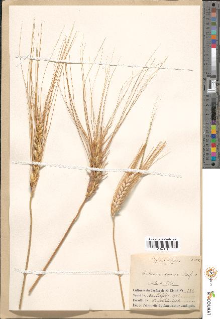 spécimen de Triticum durum