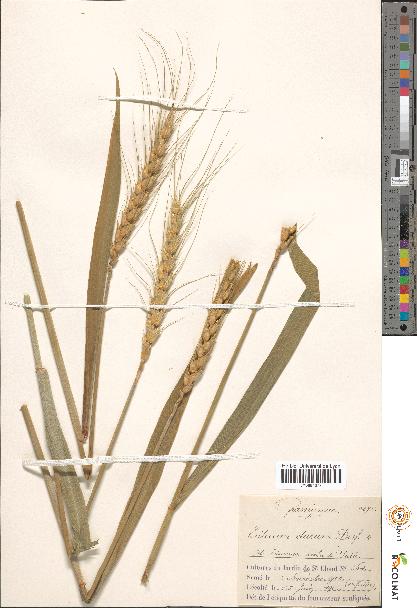 spécimen de Triticum durum