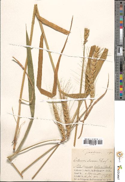 spécimen de Triticum durum