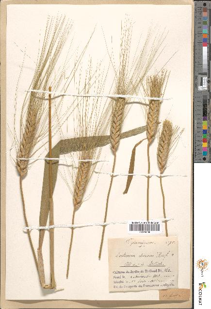 spécimen de Triticum durum