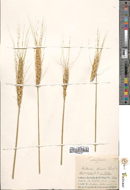 spécimen de Triticum durum