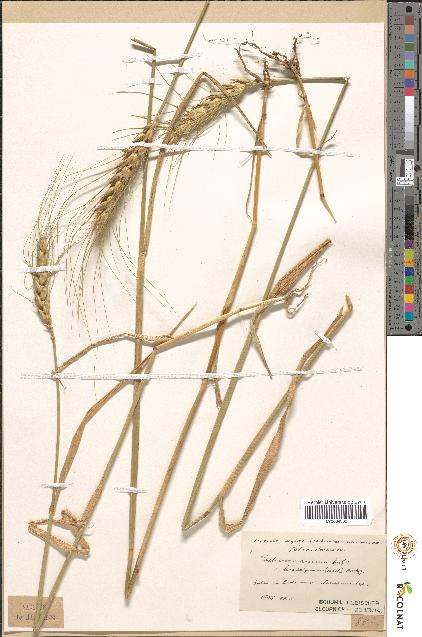spécimen de Triticum durum