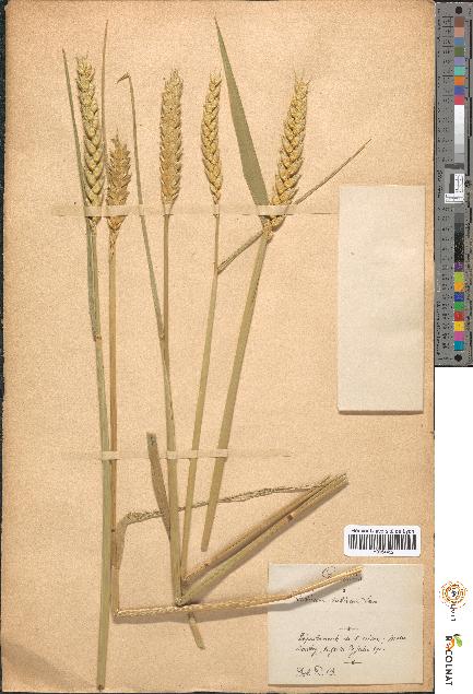 spécimen de Triticum sativum