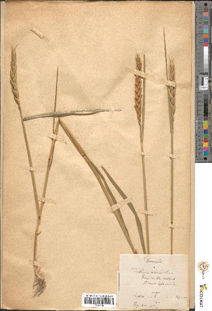 spécimen de Triticum sativum