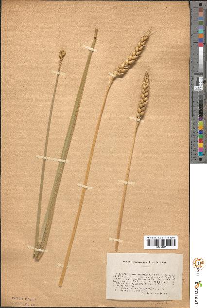 spécimen de Triticum sativum