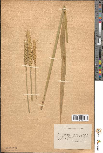 spécimen de Triticum sativum