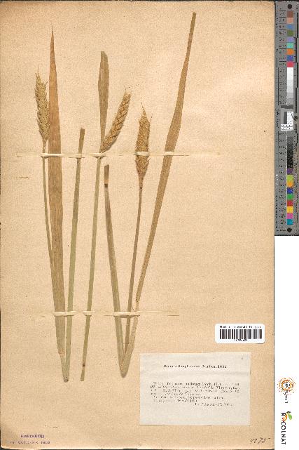 spécimen de Triticum sativum