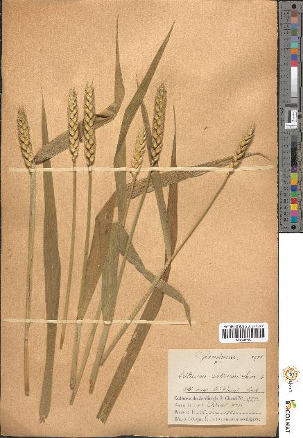 spécimen de Triticum sativum