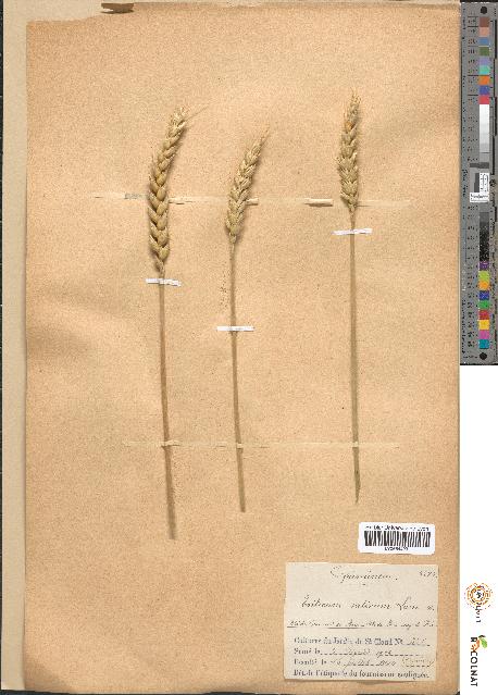 spécimen de Triticum sativum