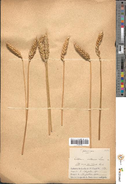 spécimen de Triticum sativum