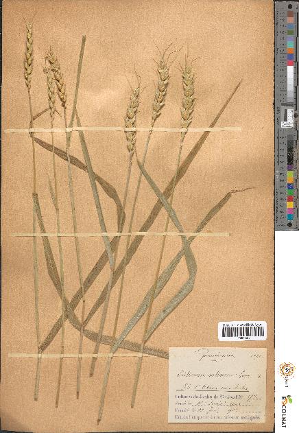 spécimen de Triticum sativum