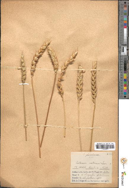 spécimen de Triticum sativum