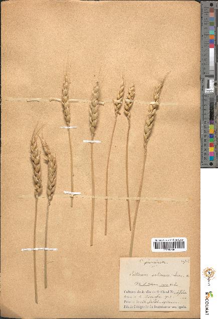 spécimen de Triticum sativum