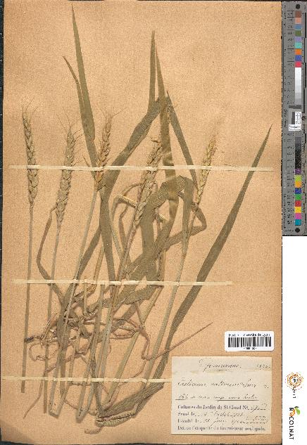 spécimen de Triticum sativum